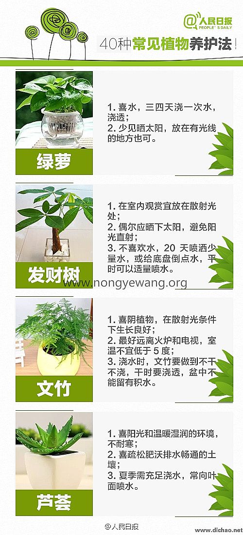 40种常见植物养护法